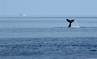 Juneau Whale Watch